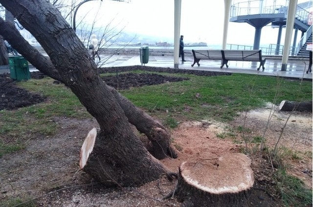 В Ялте на несколько месяцев ввели мораторий на вырубку деревьев