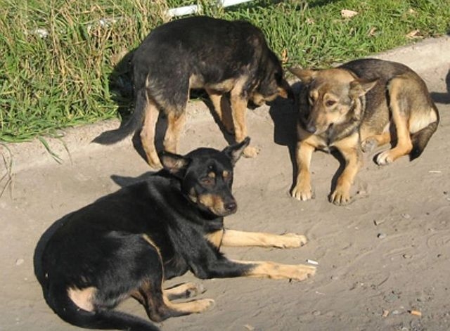 В Феодосии решили разобраться с бездомными собаками