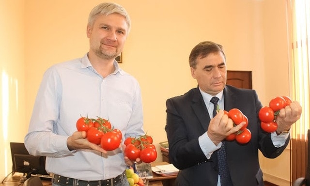 22 тонны тепличных помидоров собрали на комбинате «Белогорский»