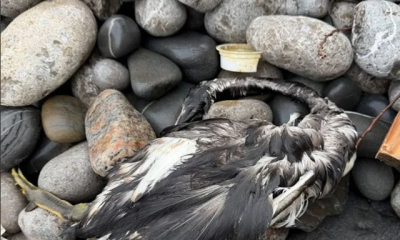 На южном берегу Крыма зафиксированы большое нефтяное пятно и мертвые птицы