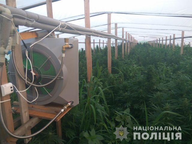 Жители Крыма на территории Мелитопольского района выращивали коноплю