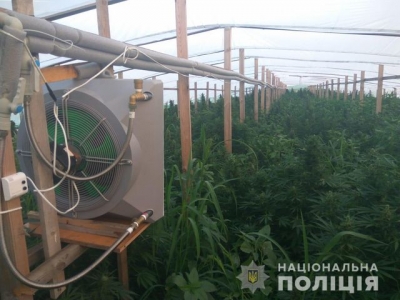 Жители Крыма на территории Мелитопольского района выращивали коноплю