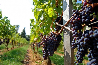 Санкции ЕС коснутся крымских виноделен