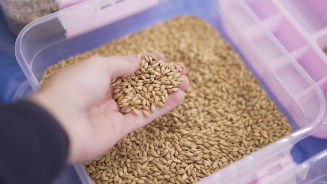 В Красногвардейском районе открыли семенной завод