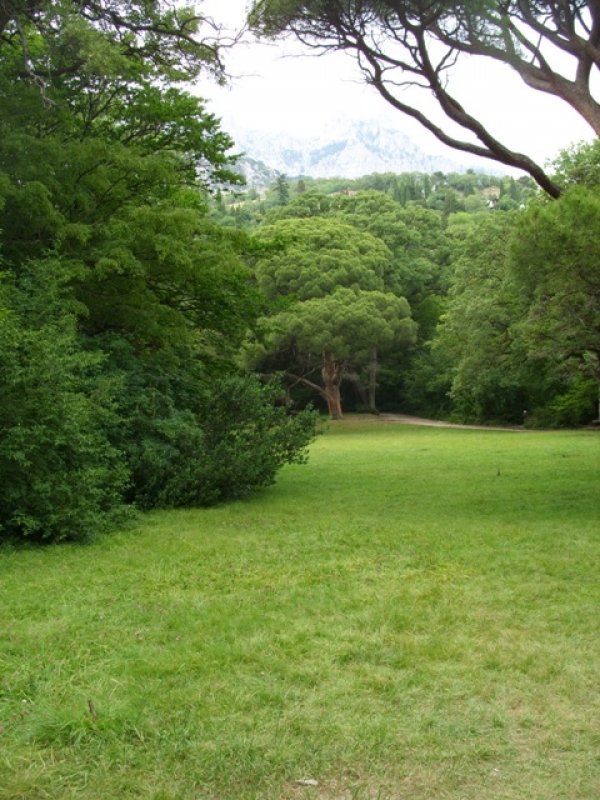 Платные леса в Крыму