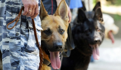 Заблудившихся туристов будут спасать с помощью собак и лошадей