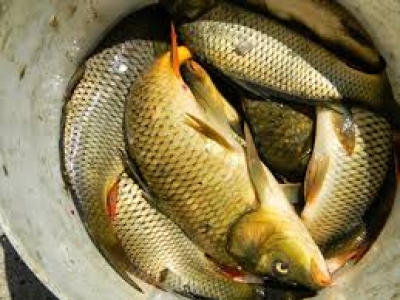 Крымское рыболовство – в кризисе