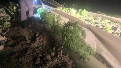 Возле трассы в Советском районе обнаружена плантация конопли