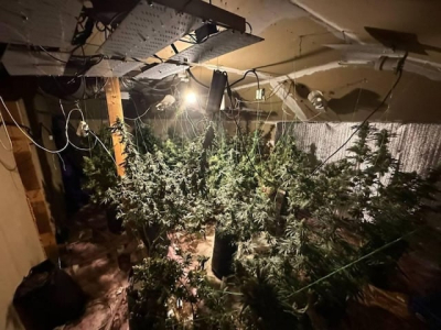 Разоблачен крымчанин, который выращивал коноплю на чердаке