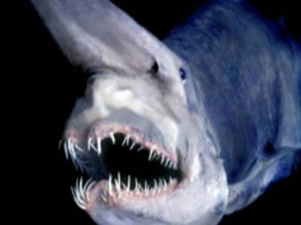 В Крыму обнаружили ужасное чудовище