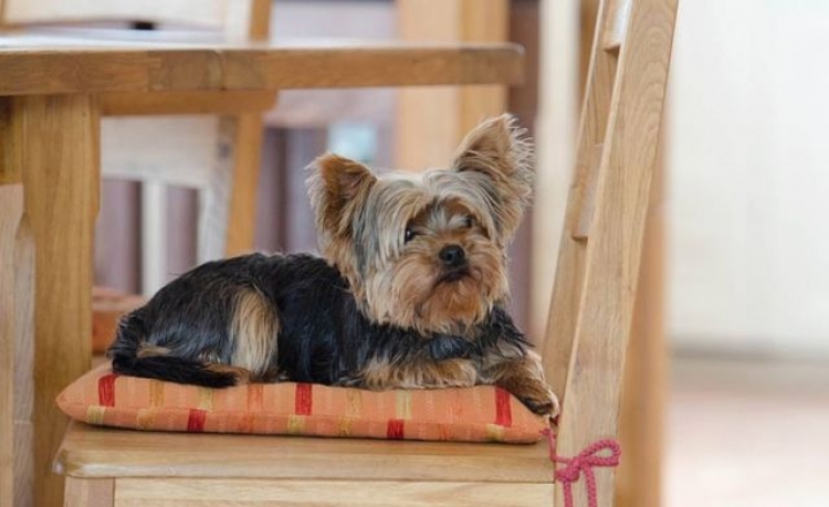 В Крыму собираются усилить контроль над регистрацией домашних животных