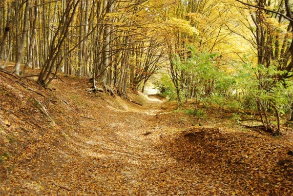 В Крыму начали увольнять лесников