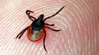 В Крыму выявлен первый в этом году случай заболевания клещевым энцефалитом