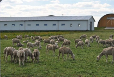 В Белогорске овцеферму хотят построить рядом с жилым массивом