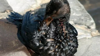 Бахчисарайский зоопарк готов принять у себя пострадавших птиц