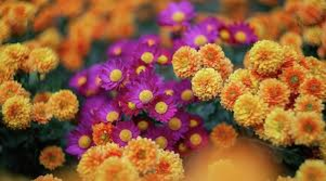 В Никитском ботаническом саду продолжается бал хризантем