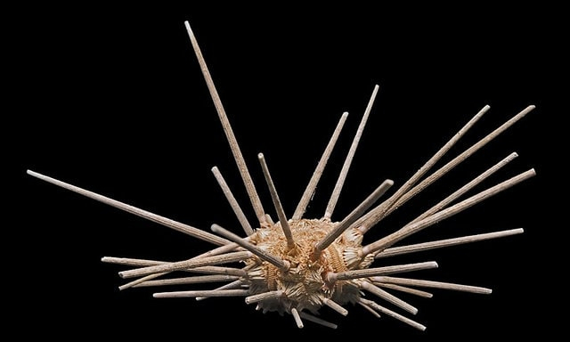 В Крыму нашли иглу морского ежа, который жил 145 миллионов лет назад