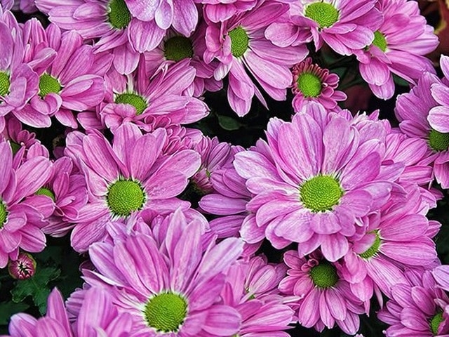 В Никитском саду готовятся к балу хризантем