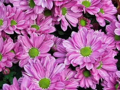 В Никитском саду готовятся к балу хризантем