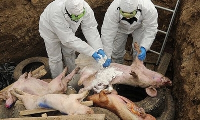 Очередная вспышка африканской чумы свиней в Крыму