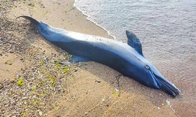 В Крыму продолжают фиксировать массовую гибель дельфинов