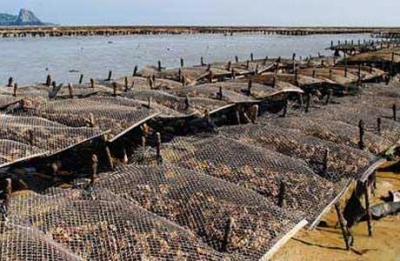 В Росрыболовстве мечтают о миллионе крымских устриц