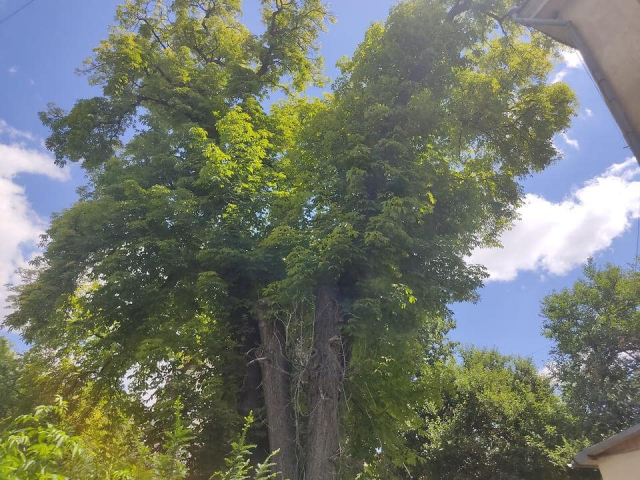 В Симферополе срубили уникальный каштан