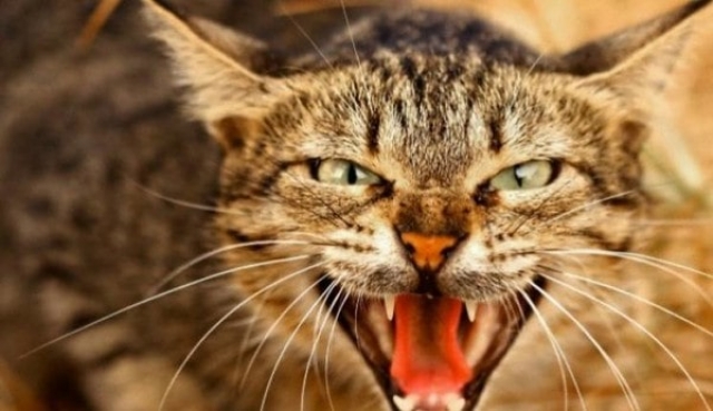 Осторожно: в центре Симферополя обнаружен бешеный кот