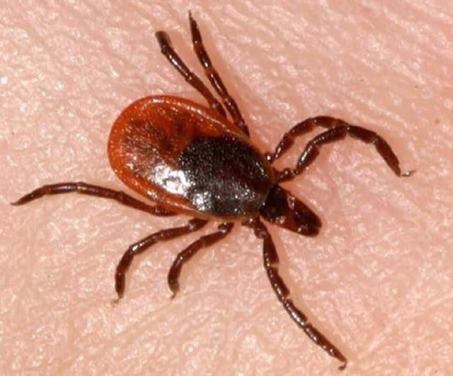 В Крыму зарегистрирован первый пик активности клещей