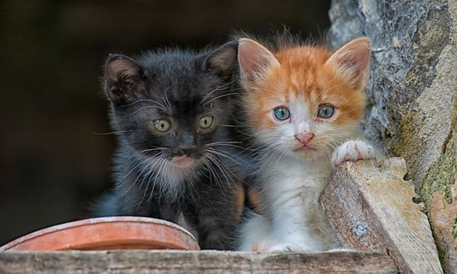 В Евпатории неизвестные лица убивают кошек и издеваются над животными