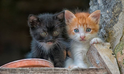 В Евпатории неизвестные лица убивают кошек и издеваются над животными