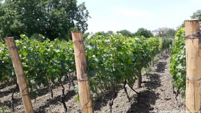 Крымские ученые создали оборудование против грибковых заболеваний на виноградниках