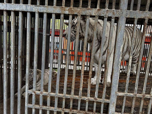 В зоопарке оккупированного Мариуполя тигрица загрызла жителя Крыма