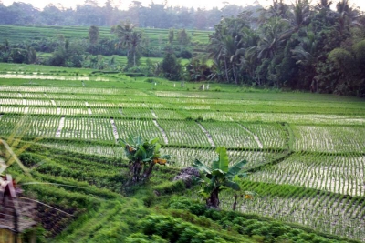 В следующем году полива потребуют 120 тысяч гектаров крымских сельхозугодий