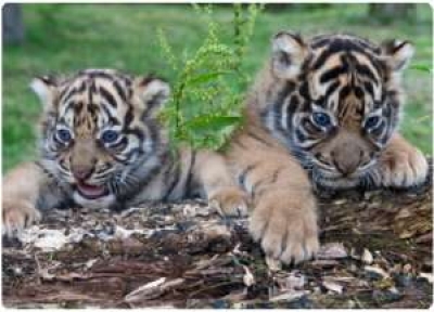 В сафари-парке «Тайган» очередное пополнение