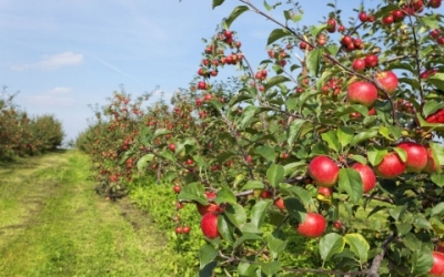 В Крыму хотят вернуть чаиры