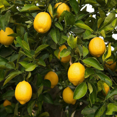 В текущем году планируется собрать первый промышленный урожай лимонов
