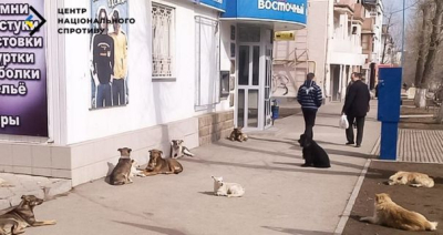 В Евпатории на женщину напала стая бездомных собак – пострадавшая попала в реанимацию