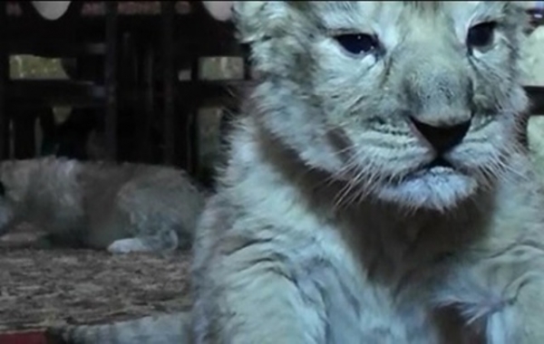 Львята необычного окраса родились в «Тайгане»