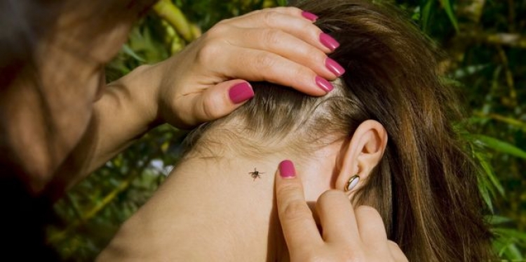 Крымские клещи вышли на охоту