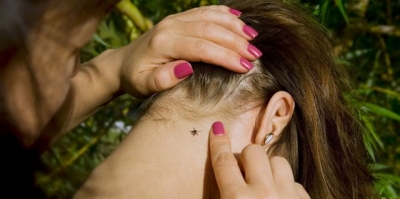 Крымские клещи вышли на охоту