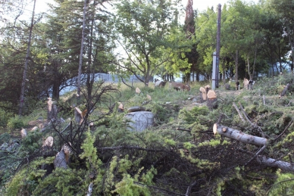 Гурзуф выступил против уничтожения зеленой зоны