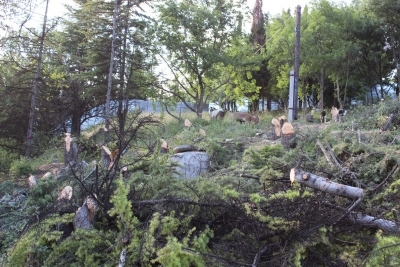 Гурзуф выступил против уничтожения зеленой зоны