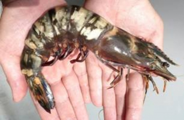 Крымские термальные воды идеальны для выращивания гигантских креветок