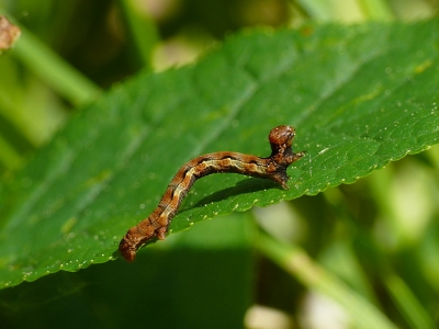 Природа пока не приспособилась к российским законам