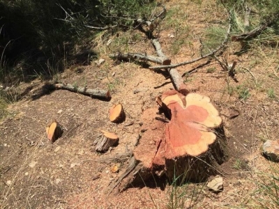 В Гаспре снова рубят краснокнижный можжевельник