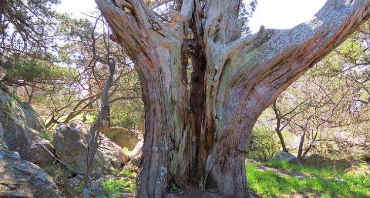 Сохранить можжевеловую рощу именем президента надеются общественники