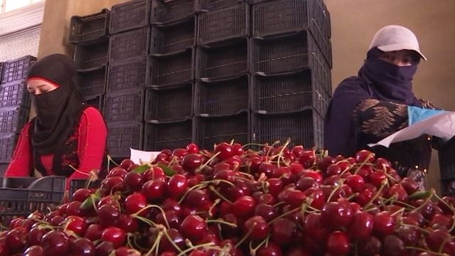 В Крым привезли сирийскую черешню