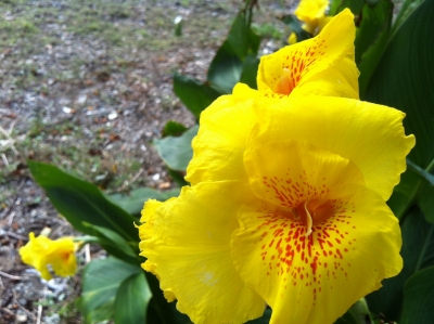 В Ялте высадили тысячу канн