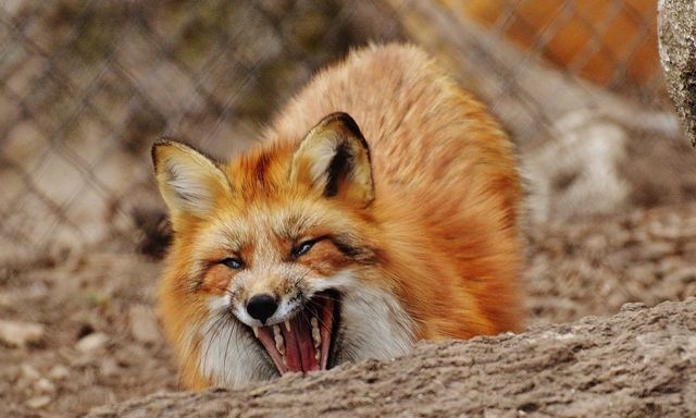 В двух районах Крыма зафиксированы случаи бешенства